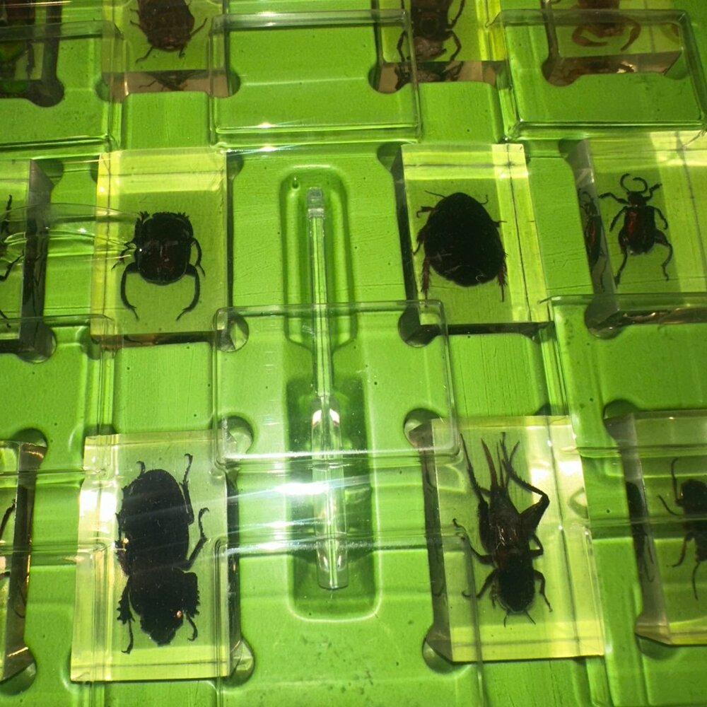 Do & Discover Real Insects Science Kit - Picture 2 of 3